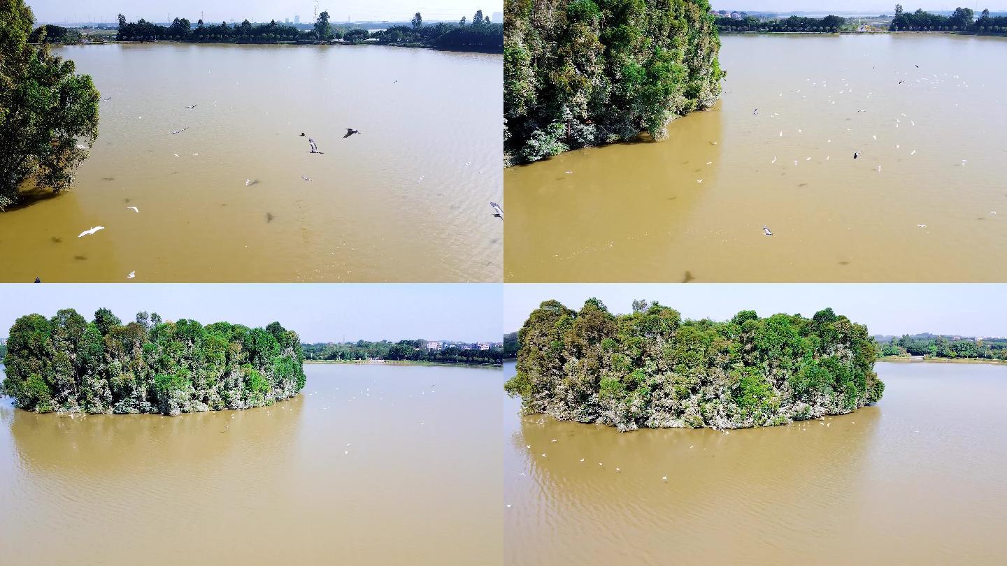 佛山三水云东海环湖岛露鸟栖息地