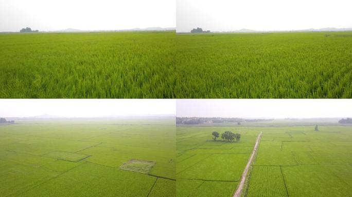 航拍一望无际的稻田农田水稻