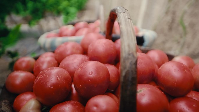 西红柿番茄西红柿丰收采摘西红柿