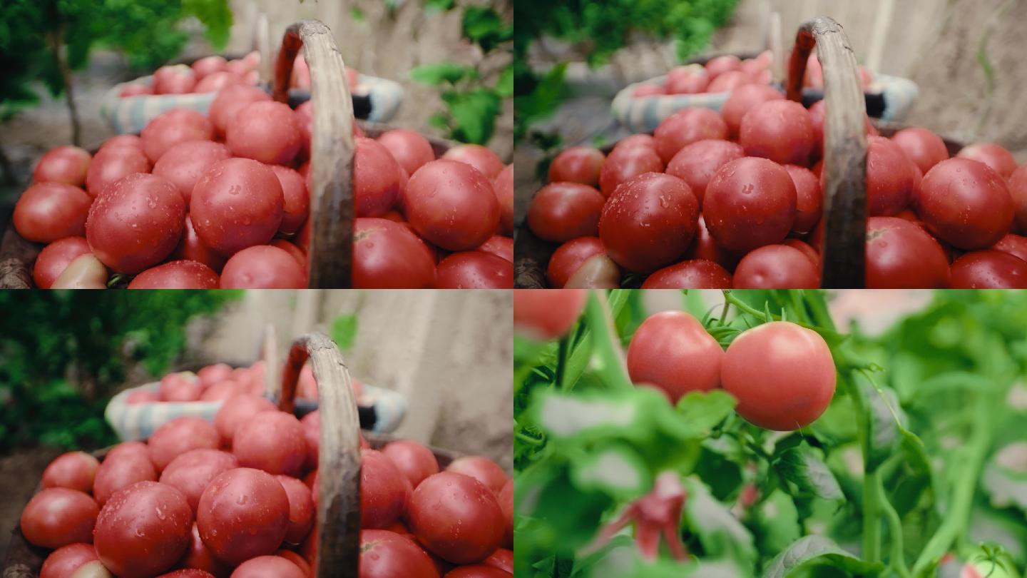 西红柿番茄西红柿丰收采摘西红柿