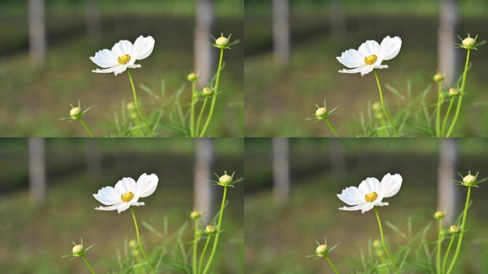 一朵白花飘摇的实时视频