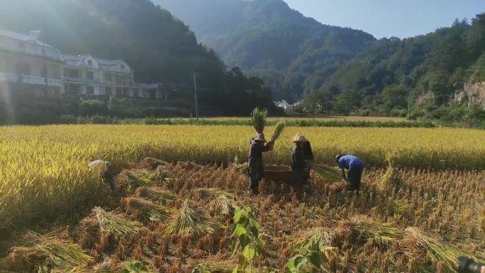 乡村农民伯伯烈日下忙碌着收割水田稻谷2