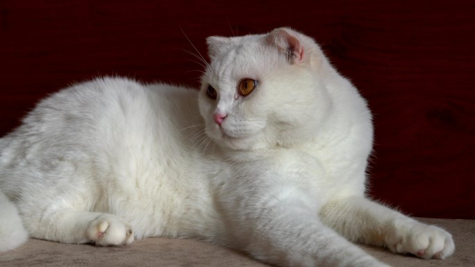一只可爱的纯白色英国短毛猫宠物猫特写