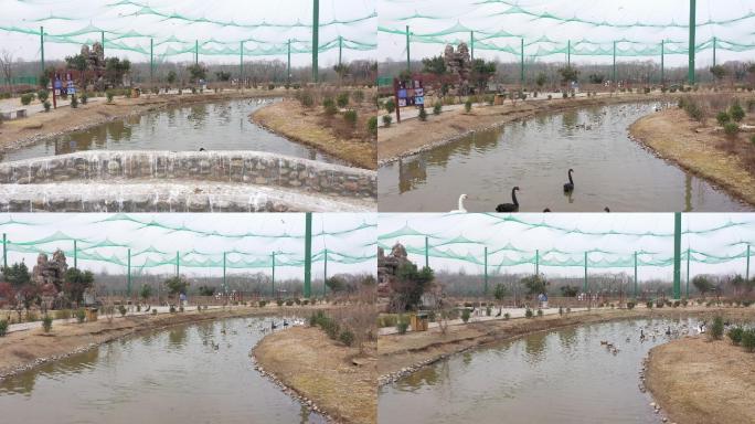 湿地公园一群鸭子在仙鹤桥下游泳
