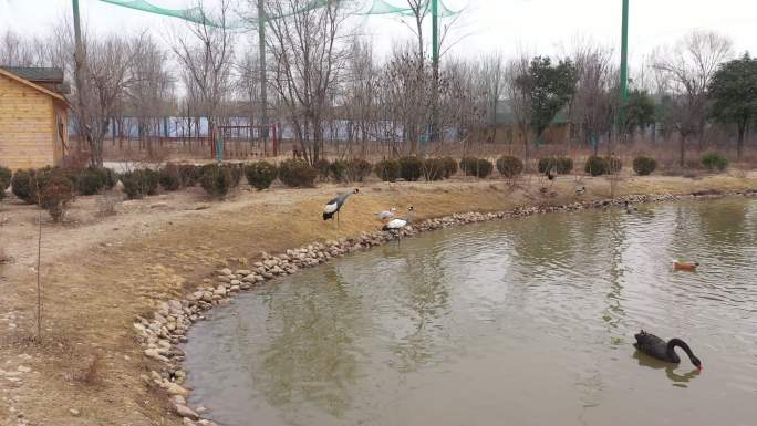 湿地公园灰冠鹤在岸边展翅航拍