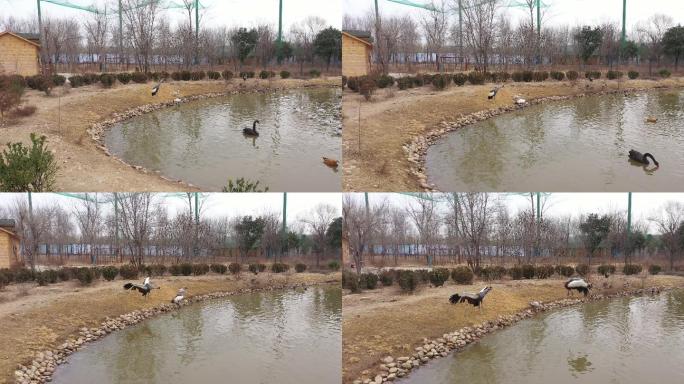 湿地公园灰冠鹤在岸边展翅航拍