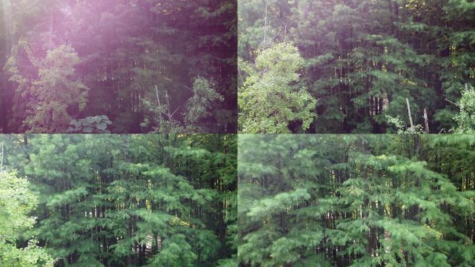 临安水上森林近景