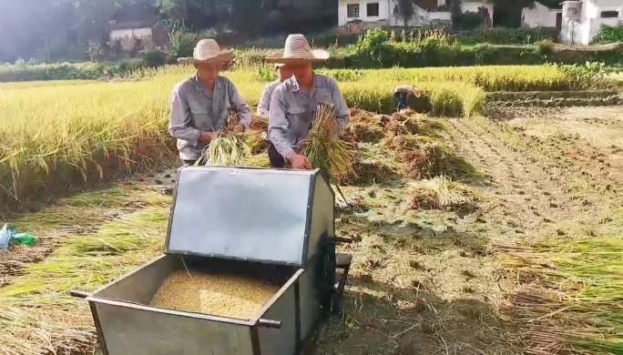 乡村农民伯伯秋天烈日下忙碌着收割水田稻谷