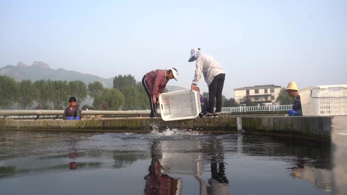 中华鲟养殖 养鱼场 丰收 育苗