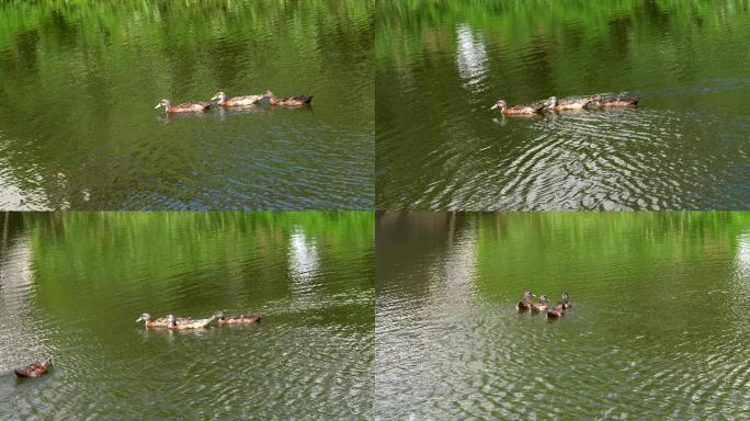 鱼塘里几只鸭子在水面上游过