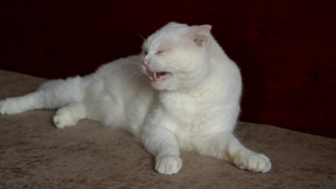 一只可爱的纯白色英国短毛猫宠物猫特写