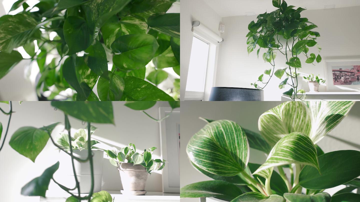 4k房间阳光下的清新绿叶植物小盆栽