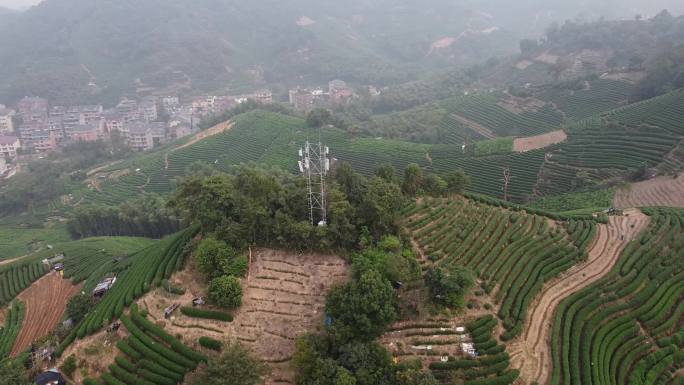 杭州东穆坞日出清晨茶田茶山农村茶农茶村