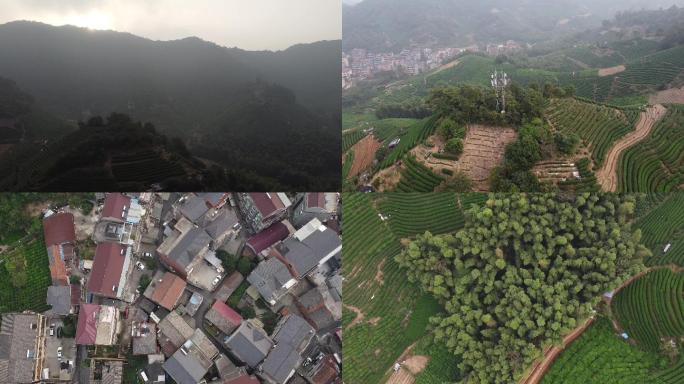 杭州东穆坞日出清晨茶田茶山农村茶农茶村