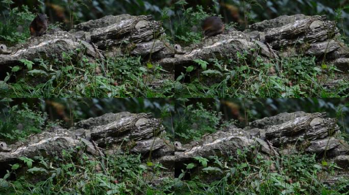 重庆南川天山坪森林中的赤腹松鼠