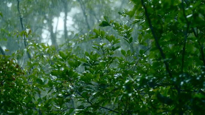 雨中的树枝和树叶