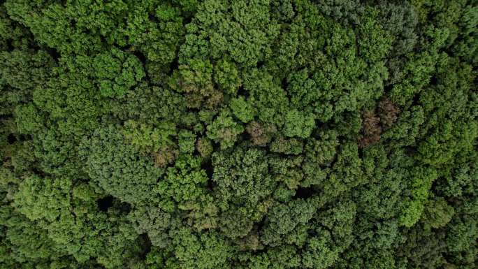 4K航拍俯拍成片森林