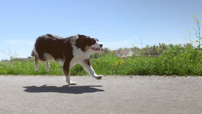 澳大利亚牧羊犬在柏油路上跑得很快