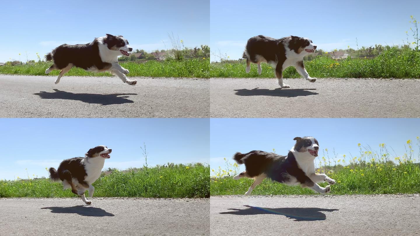 澳大利亚牧羊犬在柏油路上跑得很快