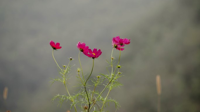 山间小花