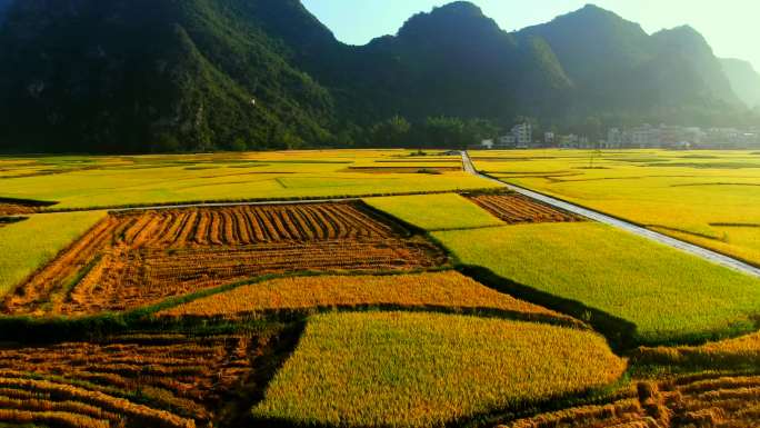 水稻农业