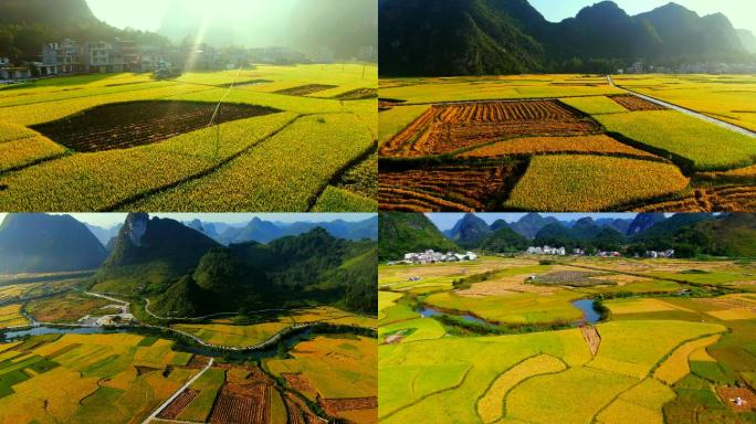 水稻农业