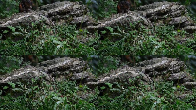 重庆南川天山坪森林中的赤腹松鼠