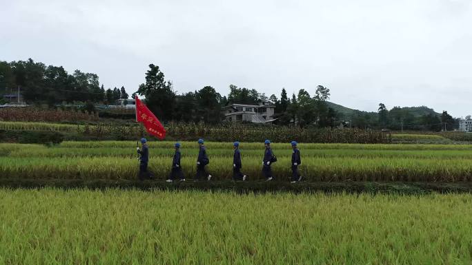 突击队走在稻田
