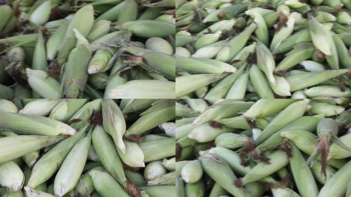 玉米HD实拍玉米棒甜玉米粮食农产品 1