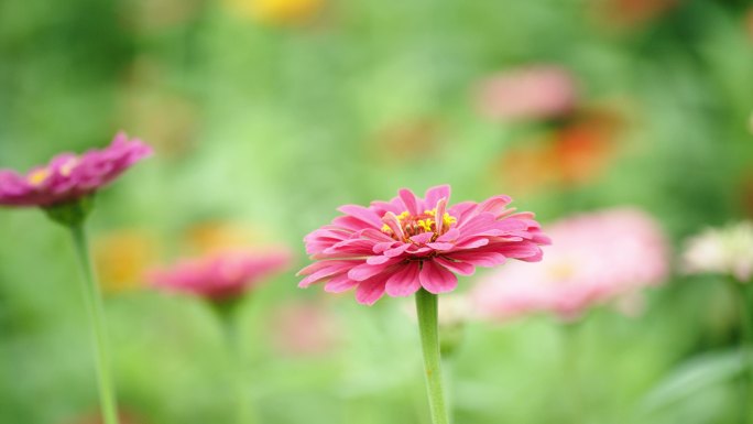 小野菊