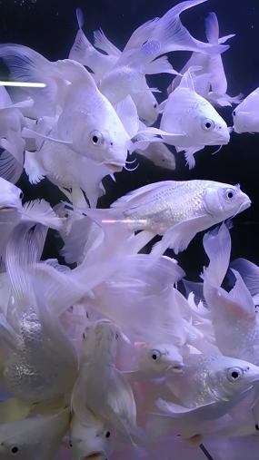 鯉魚錦鯉0下載魚池0下載遊動紅色的泰國半月鬥魚0下載海洋觀賞魚1下載