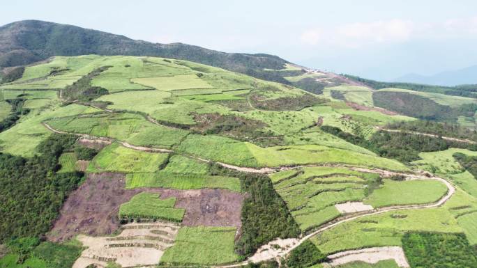 中药材川牛膝种植基地