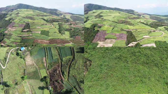 中药材川牛膝种植基地