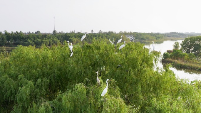 成群白鹭在湿地飞翔