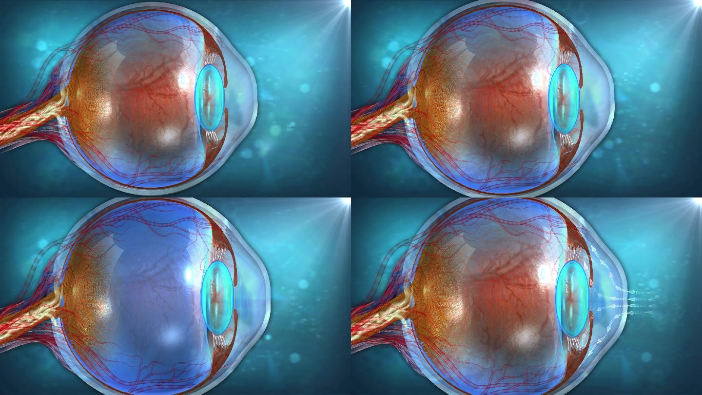 眼球解剖结构展示及其中的房水液体循环通道