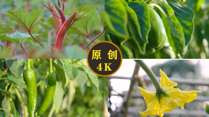 瓜果蔬菜 辣椒 茄子 丝瓜 蔬菜种植