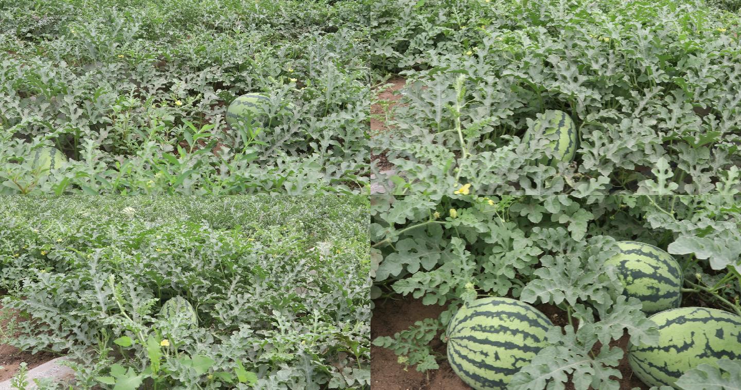 西瓜4K实拍大棚蔬菜瓜果种植3