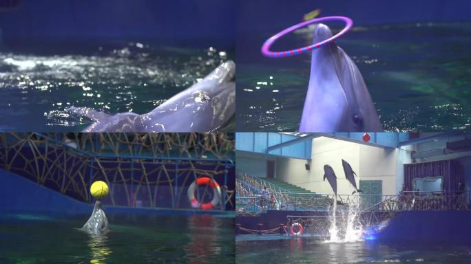 海洋馆 旅游宣传片 海豚表演 高速摄影机