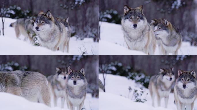 三只狼在冬天的松林中行走