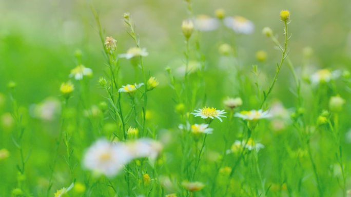 绿色 野花 野草 小花 花草 清新 自