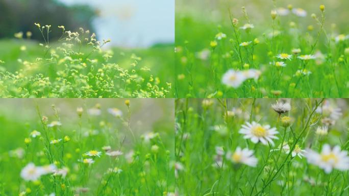 绿色 野花 野草 小花 花草 清新 自