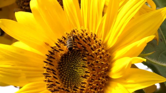 蜂场蜜蜂向日葵