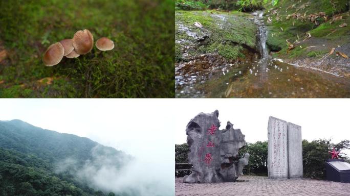 桂林猫儿山自然保护区原始森林青苔溪水高清