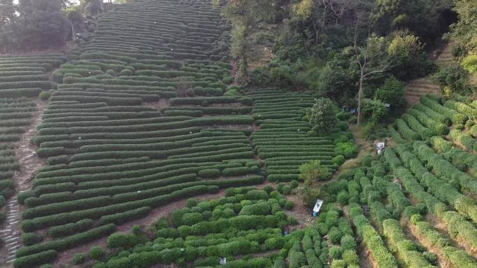 杭州西湖龙井茶茶田茶乡茶山茶村航拍风光