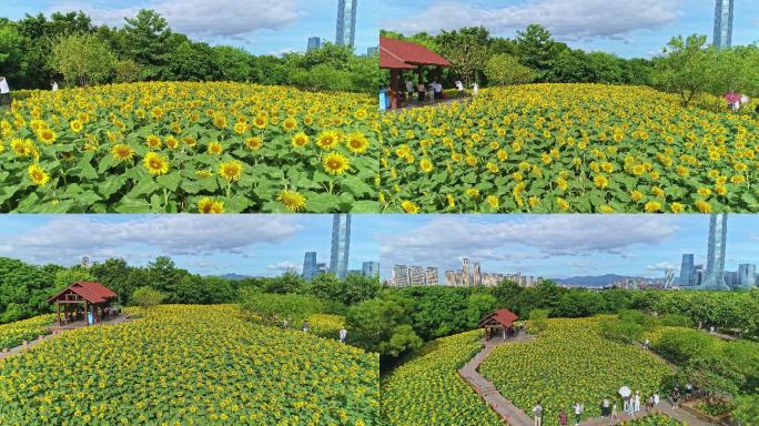 4K航拍厦门集美园博苑向日葵花海