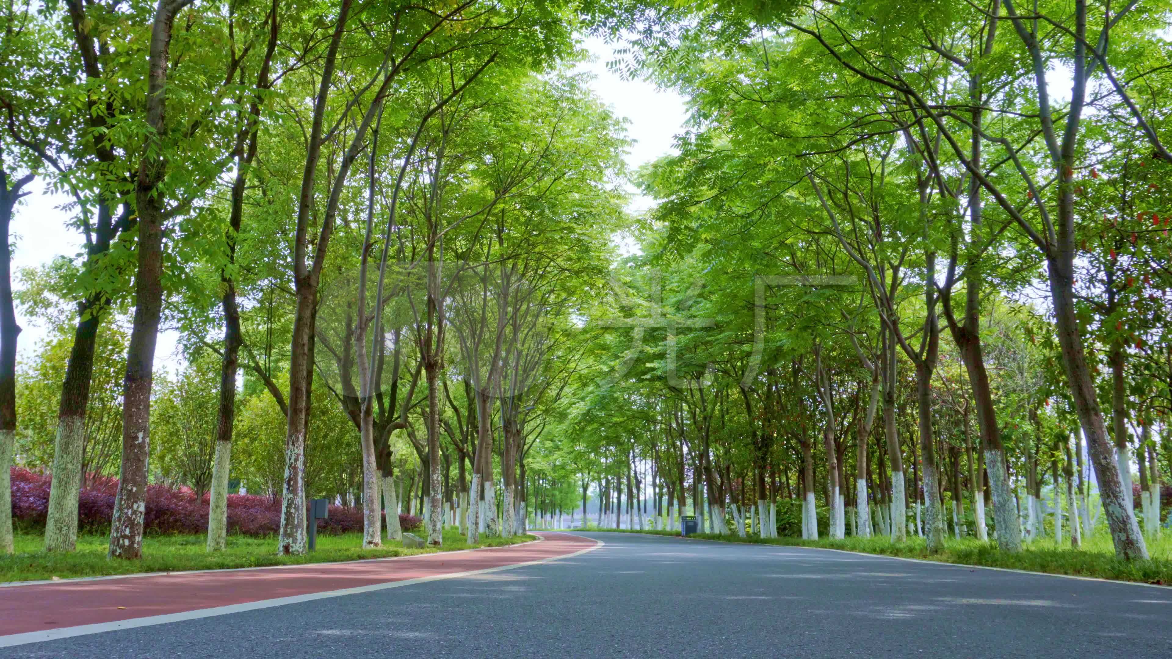 林荫小道,道路绿化