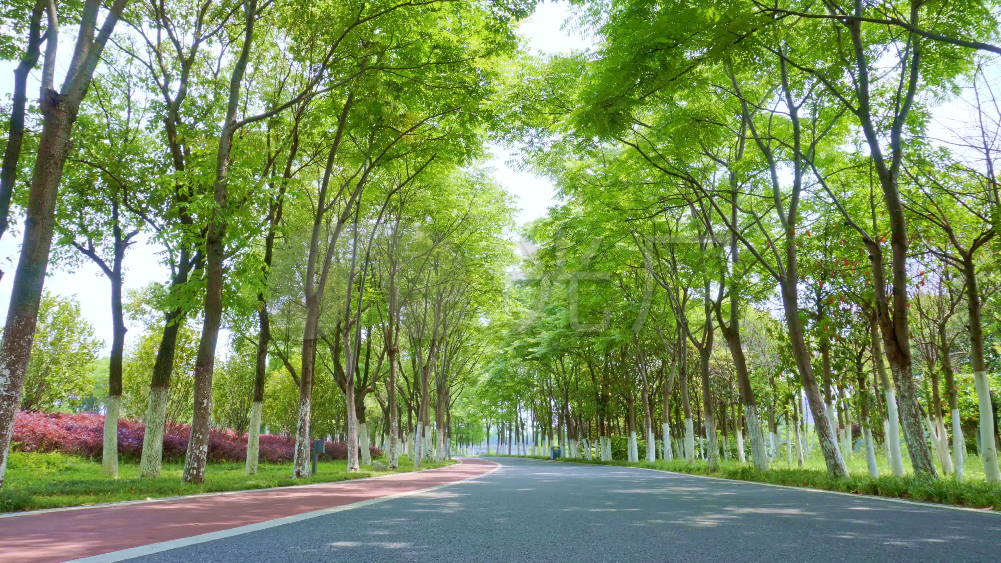 林荫小道,道路绿化_3840x2160_高清视频素材下载(编号:6498625)_实拍