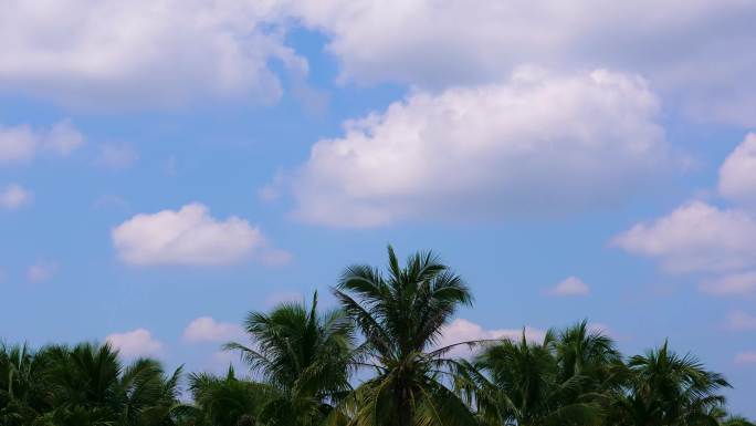 椰树 椰林 蓝天白云延时摄影