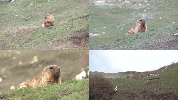 天山土拨鼠、旱獭