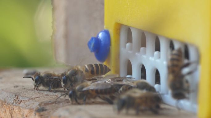 蜜蜂 蜂巢 4K 微距 大特写 自然拍摄